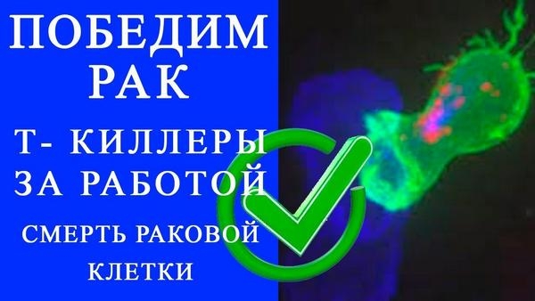 Найден новый способ реактивировать Т-клетки для борьбы против рака